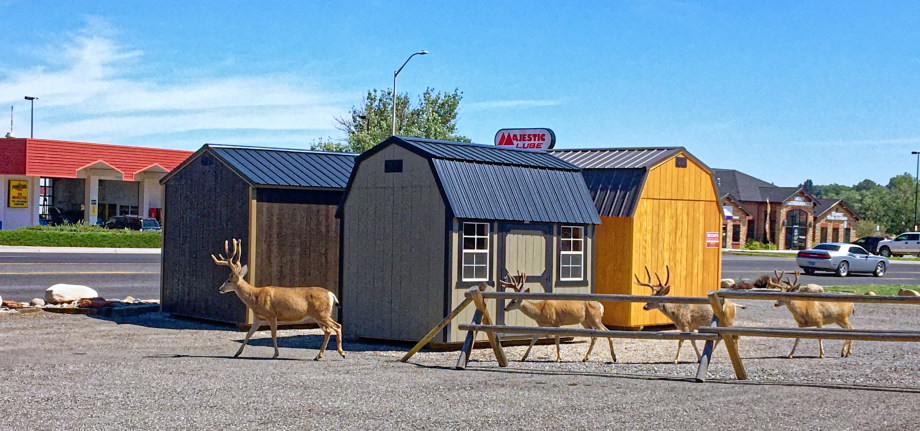 Old Hickory Sheds Deer Cody, Wyoming